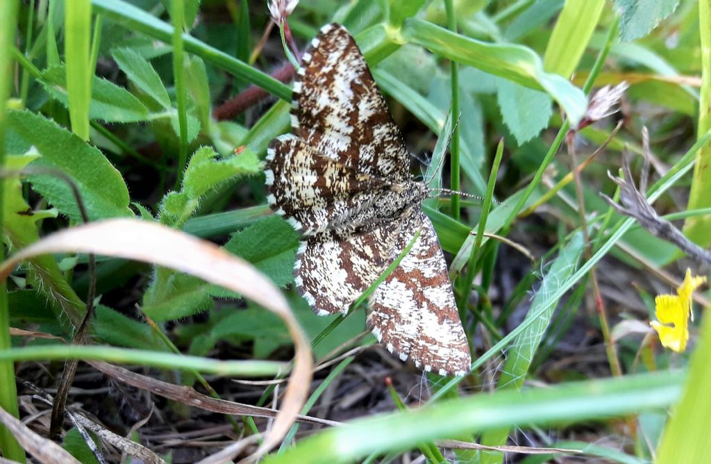 Geometridae? Isturgia? No, Ematurga atomaria